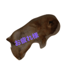可愛いポメラニアンシンバ（個別スタンプ：15）