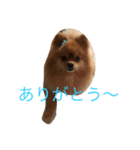 可愛いポメラニアンシンバ（個別スタンプ：16）