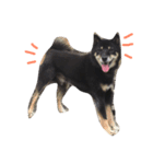 柴犬 ジャッキー（個別スタンプ：1）