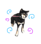 柴犬 ジャッキー（個別スタンプ：2）