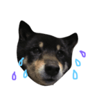 柴犬 ジャッキー（個別スタンプ：4）