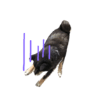 柴犬 ジャッキー（個別スタンプ：5）