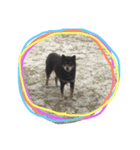 柴犬 ジャッキー（個別スタンプ：6）