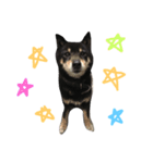 柴犬 ジャッキー（個別スタンプ：7）