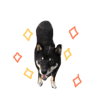 柴犬 ジャッキー（個別スタンプ：8）