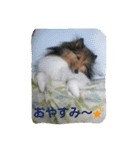 シェルティのレオンくん（個別スタンプ：28）