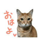 けだまにゃん（個別スタンプ：1）