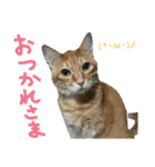 けだまにゃん（個別スタンプ：3）