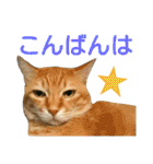 けだまにゃん（個別スタンプ：4）