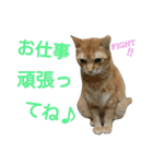 けだまにゃん（個別スタンプ：5）