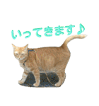 けだまにゃん（個別スタンプ：6）