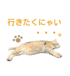 けだまにゃん（個別スタンプ：7）