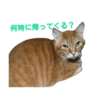 けだまにゃん（個別スタンプ：8）