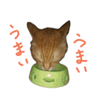 けだまにゃん（個別スタンプ：11）