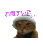 けだまにゃん（個別スタンプ：12）