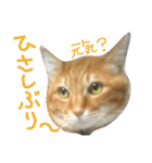 けだまにゃん（個別スタンプ：13）
