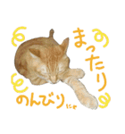 けだまにゃん（個別スタンプ：15）