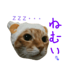 けだまにゃん（個別スタンプ：16）