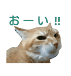 けだまにゃん（個別スタンプ：21）