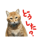 けだまにゃん（個別スタンプ：23）