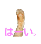 けだまにゃん（個別スタンプ：27）