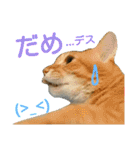 けだまにゃん（個別スタンプ：28）