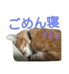 けだまにゃん（個別スタンプ：29）