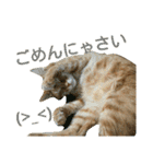 けだまにゃん（個別スタンプ：30）