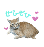 けだまにゃん（個別スタンプ：33）