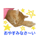 けだまにゃん（個別スタンプ：36）