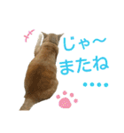 けだまにゃん（個別スタンプ：38）