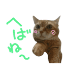けだまにゃん（個別スタンプ：39）