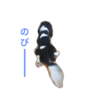キャバリアのレディちゃんとトランプくん（個別スタンプ：23）