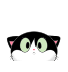 Suzy the Tuxedo Cat（個別スタンプ：17）