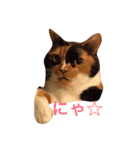 我が家のチェロ子さん。（個別スタンプ：1）