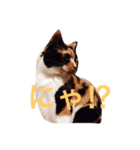 我が家のチェロ子さん。（個別スタンプ：2）