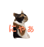 我が家のチェロ子さん。（個別スタンプ：5）