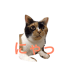 我が家のチェロ子さん。（個別スタンプ：6）