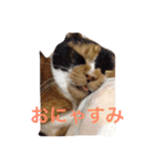 我が家のチェロ子さん。（個別スタンプ：9）