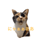我が家のチェロ子さん。（個別スタンプ：12）