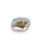 おてんばれんちゃん（個別スタンプ：3）