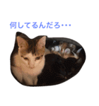 うちの可愛い子供たち（個別スタンプ：27）