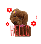 あずきちゃん(トイプードル)（個別スタンプ：3）