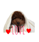 あずきちゃん(トイプードル)（個別スタンプ：7）