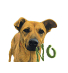 犬3！！！マルチーズ トイプードル 柴犬（個別スタンプ：4）