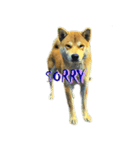 犬3！！！マルチーズ トイプードル 柴犬（個別スタンプ：5）