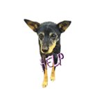 犬3！！！マルチーズ トイプードル 柴犬（個別スタンプ：7）