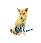 犬3！！！マルチーズ トイプードル 柴犬（個別スタンプ：8）