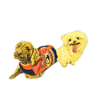 犬！！！マルチーズ トイプードル 柴犬（個別スタンプ：1）