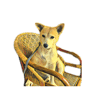 犬！！！マルチーズ トイプードル 柴犬（個別スタンプ：3）